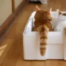 Tasha_Snake