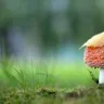 Muskarin