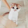 miolin