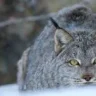 lynx