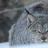 lynx